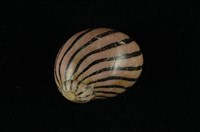 藏品(平行線蜑螺)的圖片